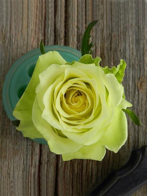 JADE  GREEN ROSES